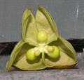 چینی